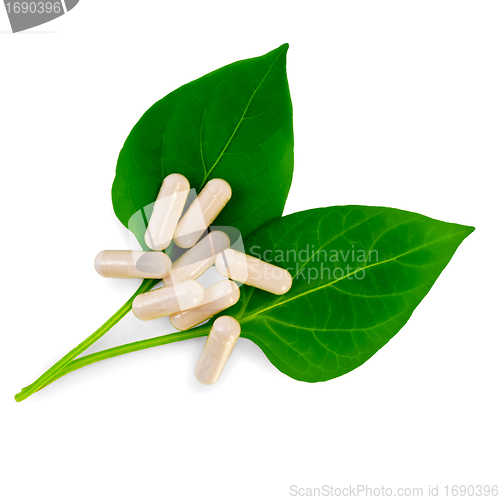 Image of Capsules beige on two green leaves