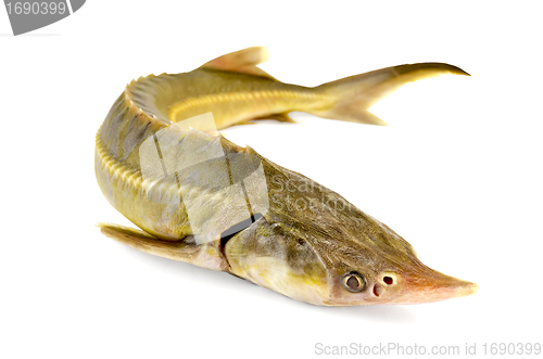Image of Fish starlet