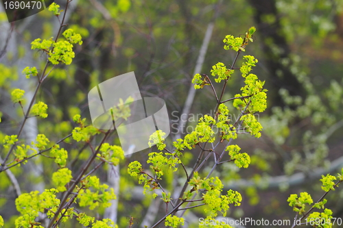 Image of spring leaves