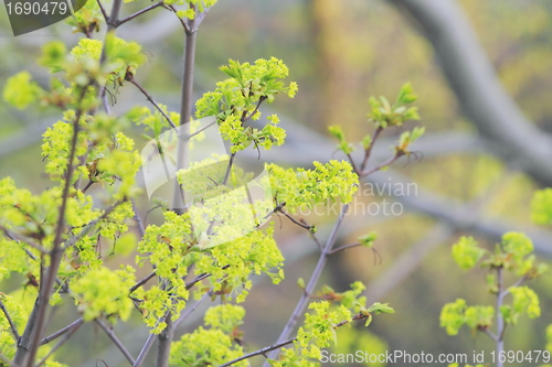 Image of spring leaves