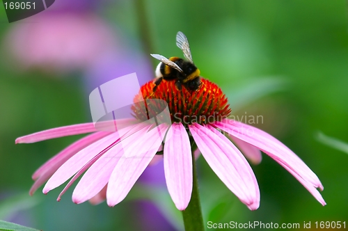 Image of Alien Flower