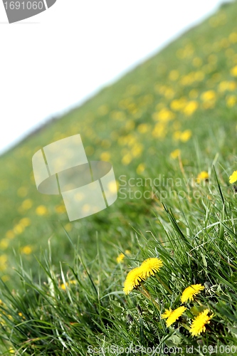Image of dandelion meadow texture