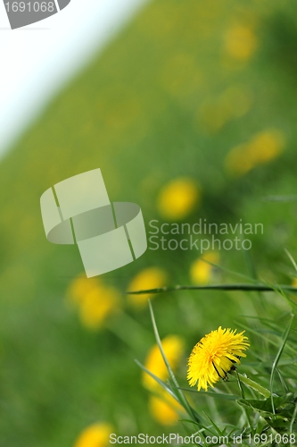 Image of dandelion meadow texture