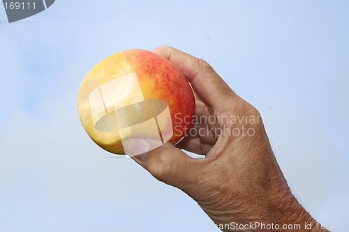 Image of Very sweet Swedish apple