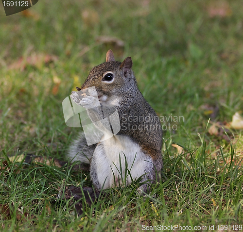 Image of Gray Squirrel