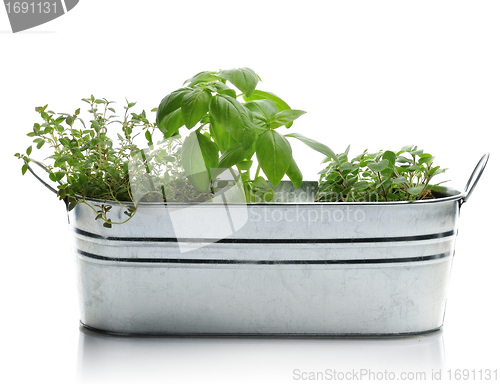 Image of Herbs