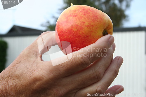 Image of Swedish apple in hand