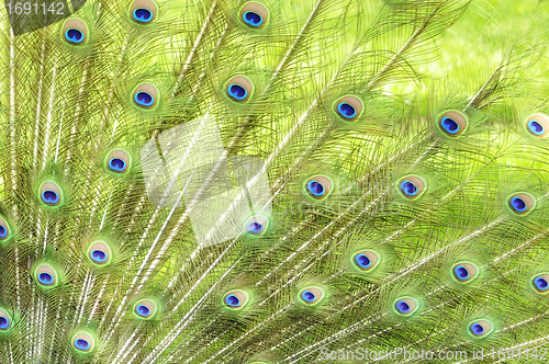 Image of Peacock Feathers 