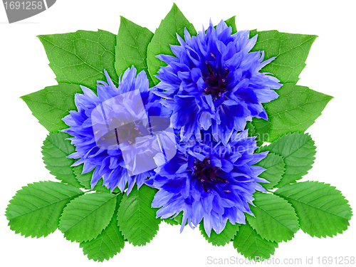 Image of Blue flowers with green leaf