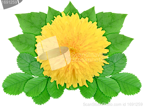 Image of Yellow flower with green leaf