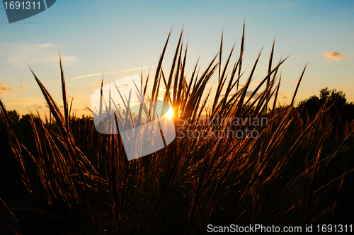Image of Grass stalks