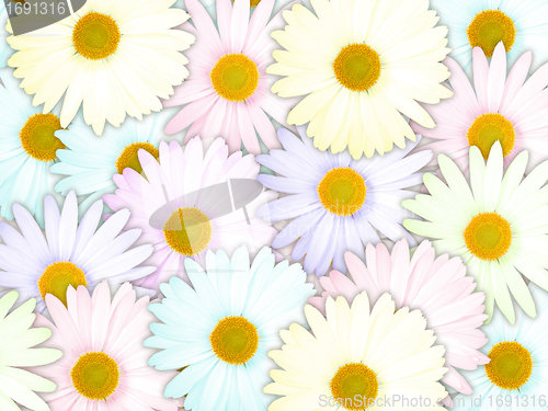 Image of Background of motley flowers