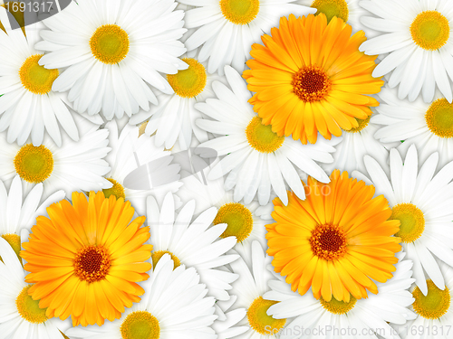 Image of Background of orange and white flowers