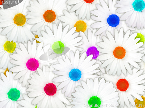 Image of Background of white flowers with motley center