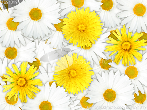 Image of Background of yellow and white flowers