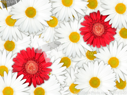 Image of Background of red and white flowers