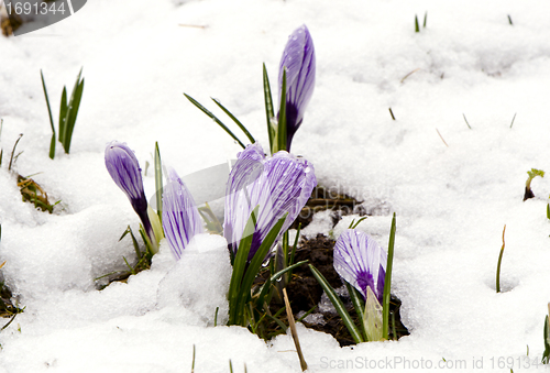 Image of Crocus saffron violet blooms spring flowers snow 