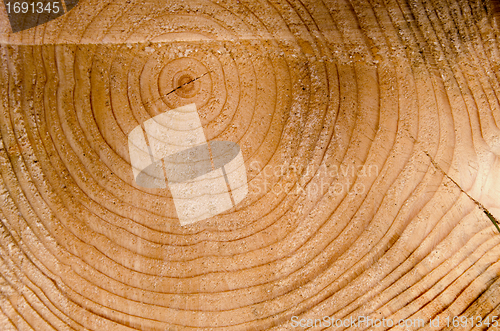 Image of Background cut tree trunk age sign closeup macro 