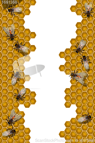 Image of Bees working frame