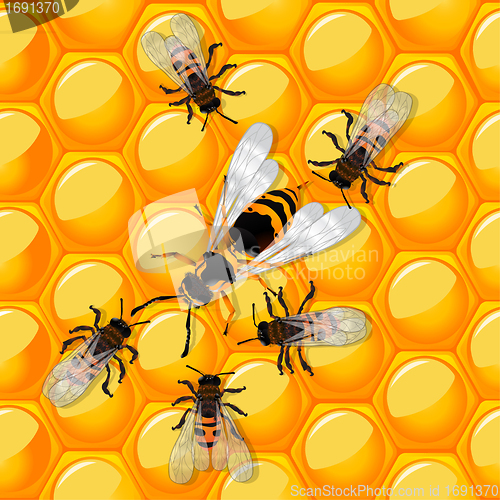 Image of Bees and wasp