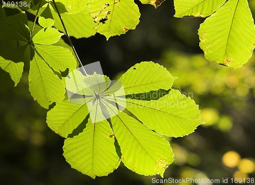 Image of Green leaf