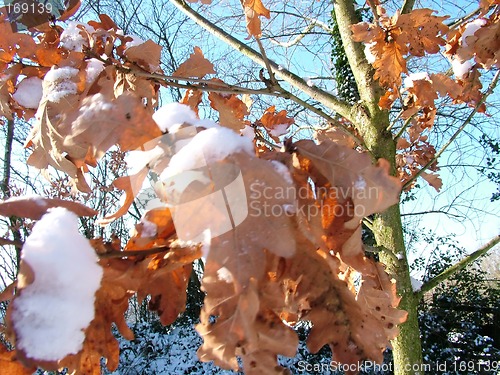 Image of Winter Snow