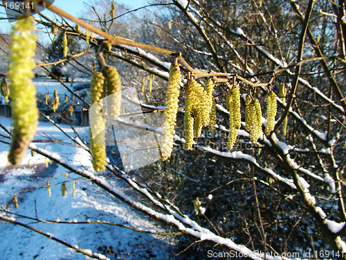 Image of Winter Snow