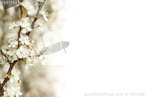 Image of Blossoming cherry in spring shallow focus and with space for text