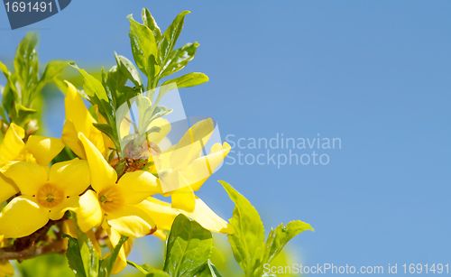 Image of Blossoming forthysia in spring against blue sky and with space for text