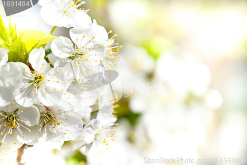 Image of Blossoming apple garden in spring with very shallow focus