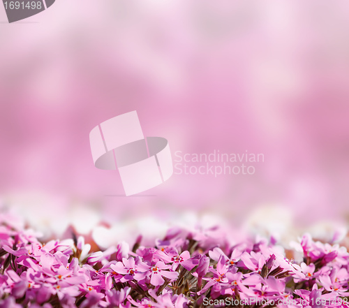 Image of background with pink blossoming flowers