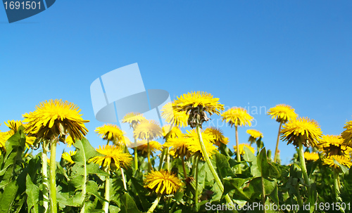 Image of Field of spring flowers dandelions and perfect sunny day 