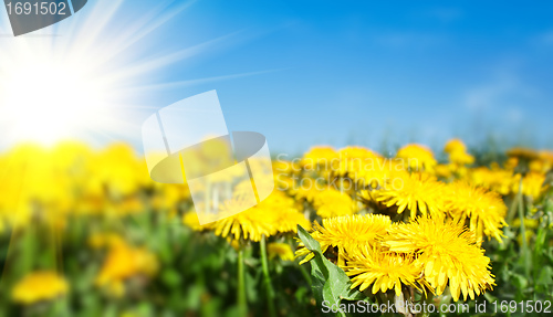 Image of Field of spring flowers dandelions and perfect sunny day 
