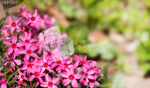 Image of pink blossoming plants in the spring garden