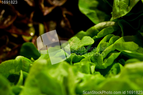 Image of fresh green salad on the market