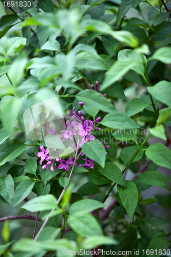 Image of beautiful purple lilac flowers in spring outdoor
