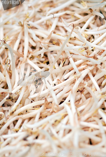 Image of fresh soybean sprouts closeup