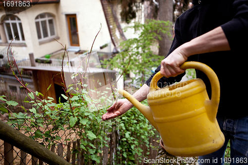 Image of gardener repot young aloe vera plants