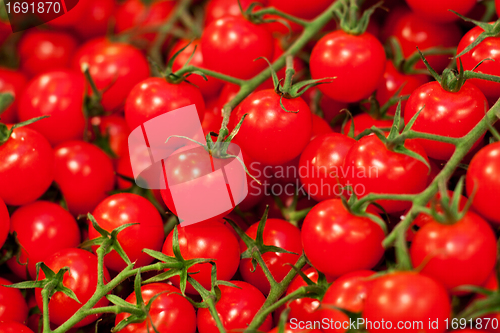 Image of fresh cherry tomatoes closeup 