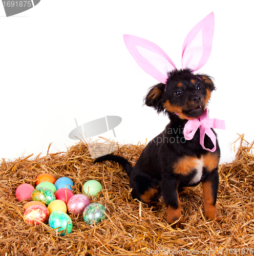 Image of funny cute easter dog with pink rabbit ears