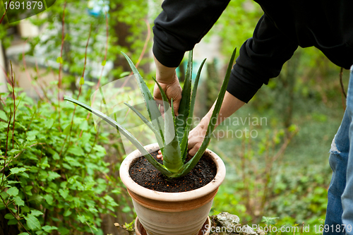 Image of gardener repot young aloe vera plants