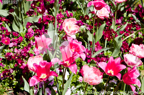 Image of beautiful colorful pink tulips outdoor in spring