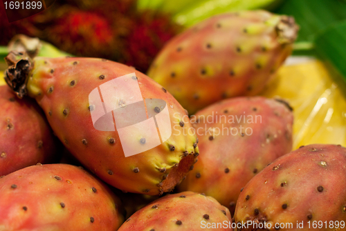 Image of fresh prickly pear closeup 