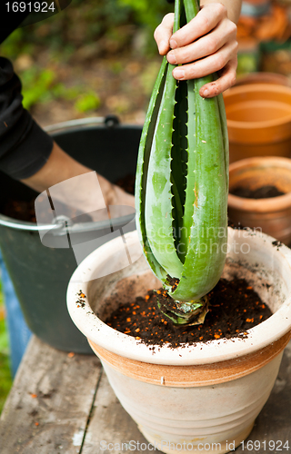 Image of gardener repot young aloe vera plants