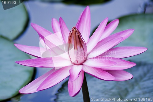 Image of Pink Water Lily