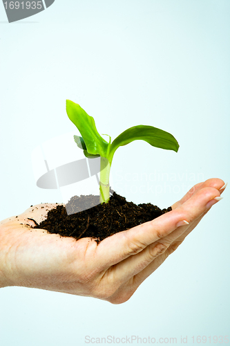 Image of growing green plant in a hand isolated 