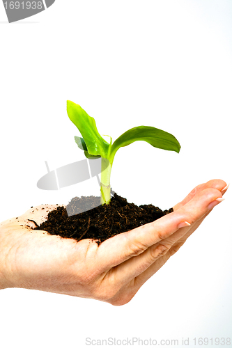 Image of growing green plant in a hand isolated 