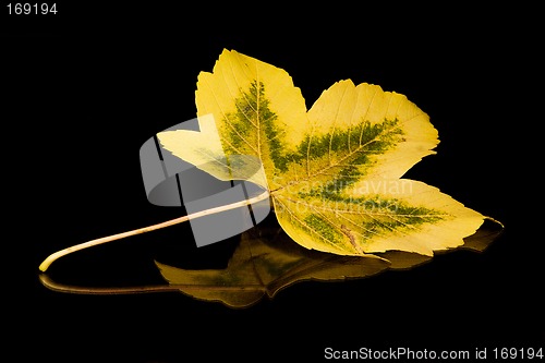 Image of Golden Leaf