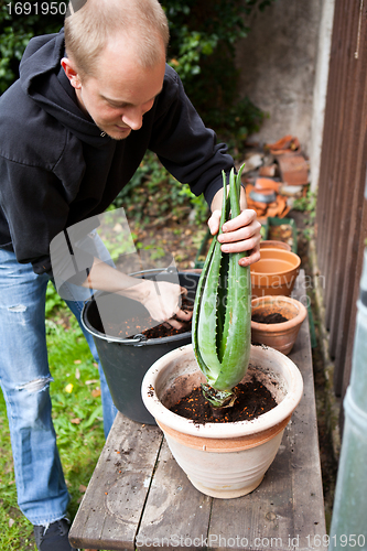 Image of gardener repot young aloe vera plants