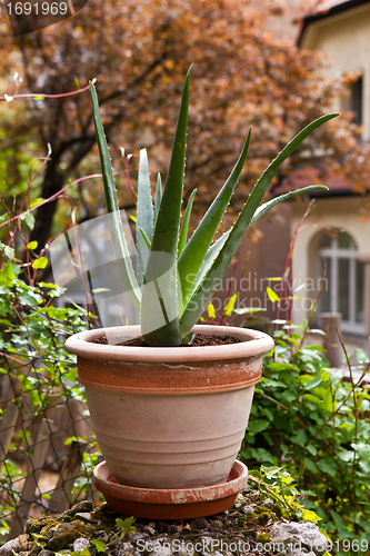 Image of aloe vera plant in the garden 